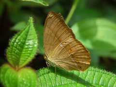 Cirrochroa emalea