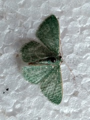 Geometridae