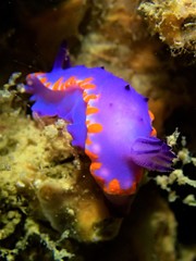 Mexichromis macropus