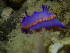 Mexichromis macropus