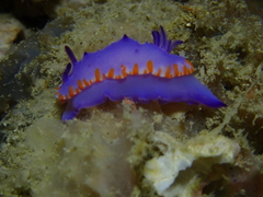 Mexichromis macropus