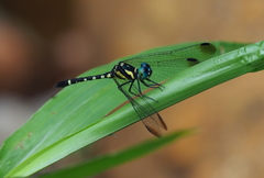 Tetrathemis yerburii