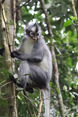 Presbytis thomasi