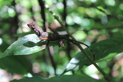 Aphaniotis acutirostris