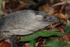 Varanus rudicollis