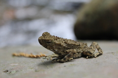 Phrynoidis juxtasper