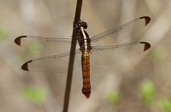 Thermorthemis madagascariensis