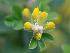 Genista canariensis
