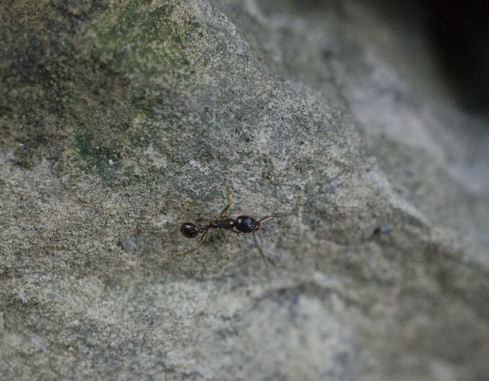 Aphaenogaster subterranea