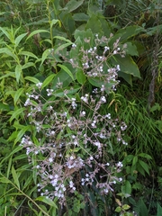 Spermadictyon suaveolens