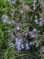 Spermadictyon suaveolens