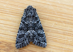 Platypolia contadina