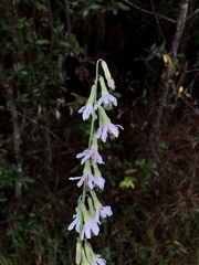 Nabalus autumnalis