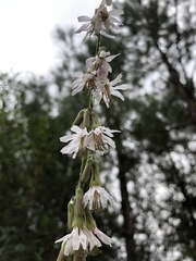 Nabalus autumnalis