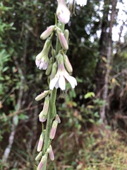 Nabalus autumnalis