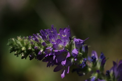 Campanula spicata