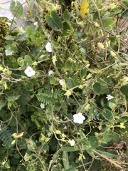 Ipomoea biflora
