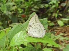 Bassarona dunya