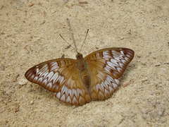 Euthalia kanda