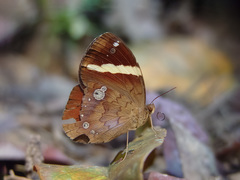 Xanthotaenia busiris
