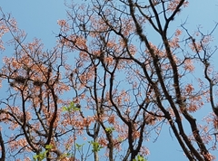 Erythrina mulungu