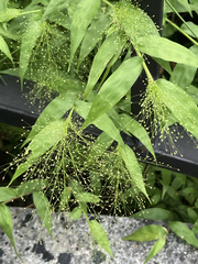 Panicum trichoides