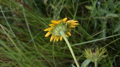Helianthus laciniatus