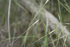 Austrostipa muelleri