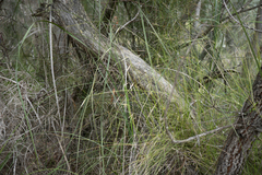 Austrostipa muelleri