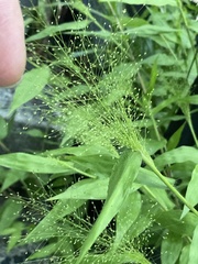 Panicum trichoides