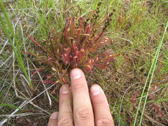 Drosera linearis