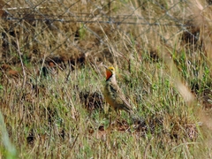 Macronyx capensis stabilior