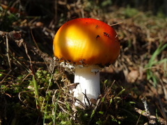 Amanita muscaria aureola