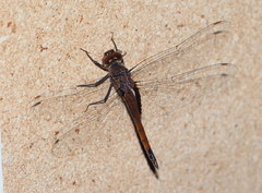 Tramea cophysa