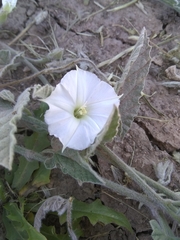 Convolvulus hermanniae