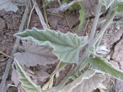 Convolvulus hermanniae