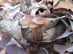 Mycena atkinsoniana