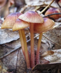 Mycena atkinsoniana