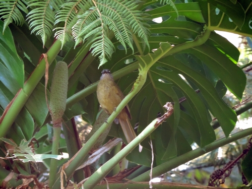 Stripe-cheeked Greenbul (Arizelocichla milanjensis)
