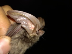 Idionycteris phyllotis