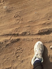 Nyctereutes procyonoides