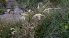 Castilleja mexicana