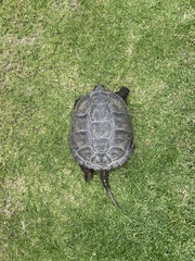 Chelydra acutirostris