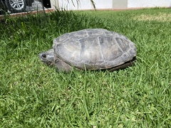 Chelydra acutirostris