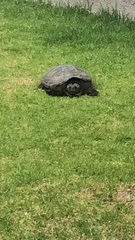 Chelydra acutirostris