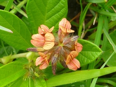 Eriosema distinctum