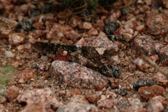 Trimerotropis melanoptera