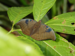 Dophla evelina
