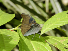 Dophla evelina