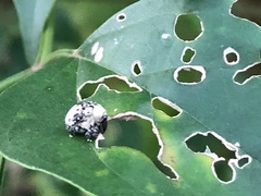 Cionus latefasciatus